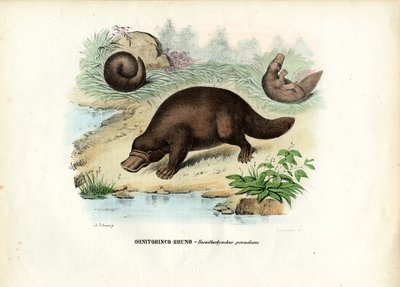 Vogelbekdier, 1863-79 door Raimundo Petraroja