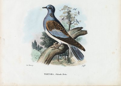 Europese Tortelduif, 1863-79 door Raimundo Petraroja