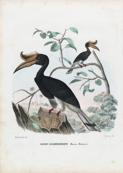 Grote Neushoornvogel, 1863-79 door Raimundo Petraroja