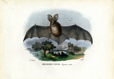 Grijze Langoorvleermuis, 1863-79 door Raimundo Petraroja
