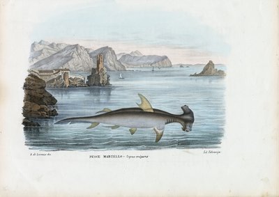 Hamerhaai, 1863-79 door Raimundo Petraroja