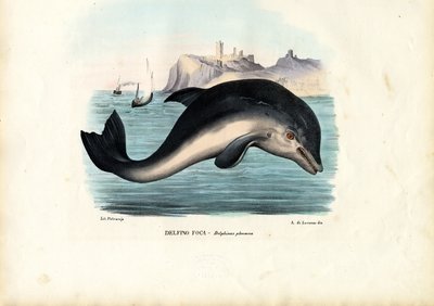 Bruinvis, 1863-79 door Raimundo Petraroja