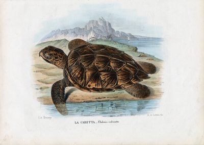 Schildpad, 1863-79 door Raimundo Petraroja