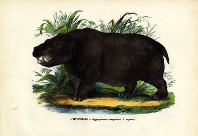 Nijlpaard, 1863-79 door Raimundo Petraroja