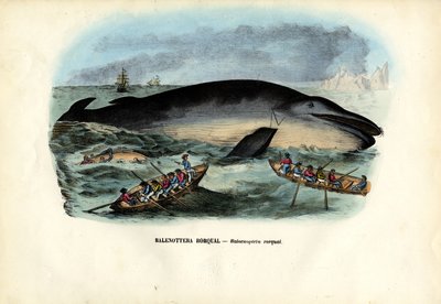 Bultrugwalvis, 1863-79 door Raimundo Petraroja