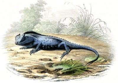 De gevorkte kop (Lyriocephalus margaritaceus) - Plaat uit Histoire Naturelle door Bernard Germain de Lacepede (1856-1925), editie P.Furme, Parijs door Raimundo Petraroja