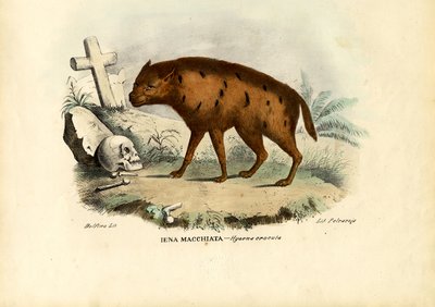 Lachende hyena, 1863-79 door Raimundo Petraroja