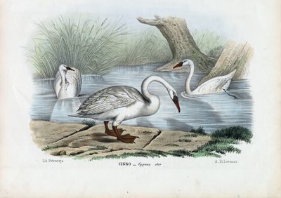 Knobbelzwaan, 1863-79 door Raimundo Petraroja