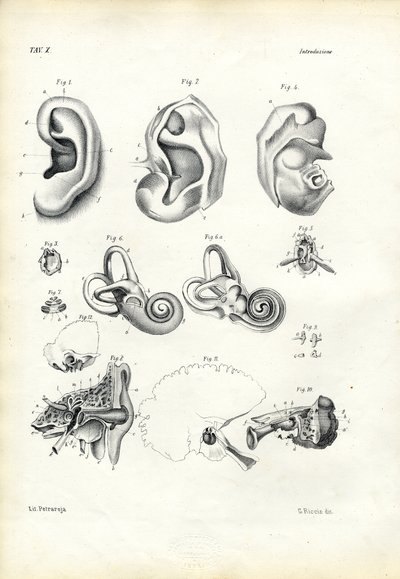 Orgaan van het gehoor, 1863-79 door Raimundo Petraroja