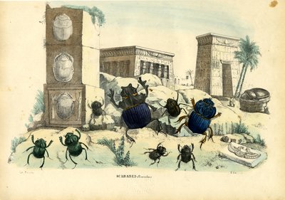 Scarabee kevers, 1863-79 door Raimundo Petraroja