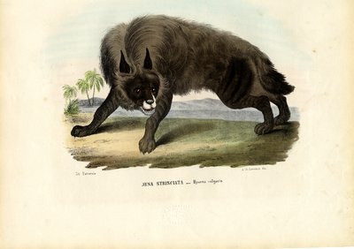 Gestreepte hyena, 1863-79 door Raimundo Petraroja