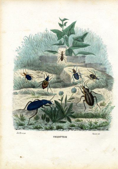 Tijger en loopkevers, 1863-79 door Raimundo Petraroja