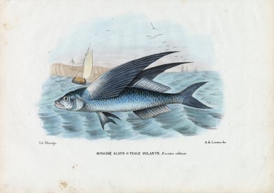 Tropische tweevleugelige vliegende vis, 1863-79 door Raimundo Petraroja