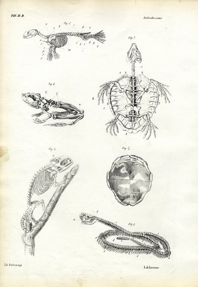 Schildpad, 1863-79 door Raimundo Petraroja
