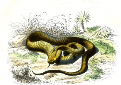 Lansvormige adder (Cophias Lanceolatus) - Plaat uit Natuurlijke Historie door Bernard Germain de Lacepede (1856-1925), editie P.Furme, Parijs door Raimundo Petraroja