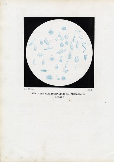 Wiel dier, 1863-79 door Raimundo Petraroja