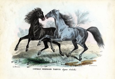 Wilde Paarden door Raimundo Petraroja