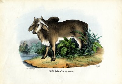 Zebu, 1863-79 door Raimundo Petraroja