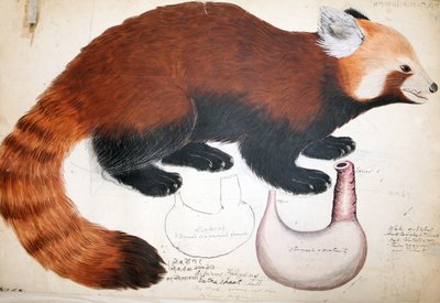 Hodgson Manuscripten Rode Panda, 1831-47 door Raj Man Singh