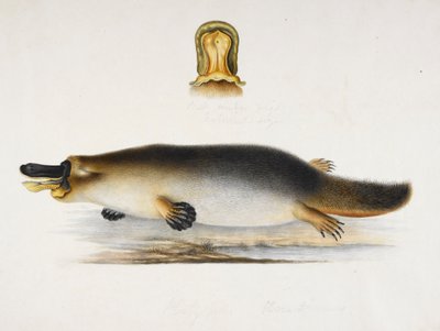 Een vogelbekdier bij een vijver, met een detail van zijn snavel, ca.1820 door Ram Sita