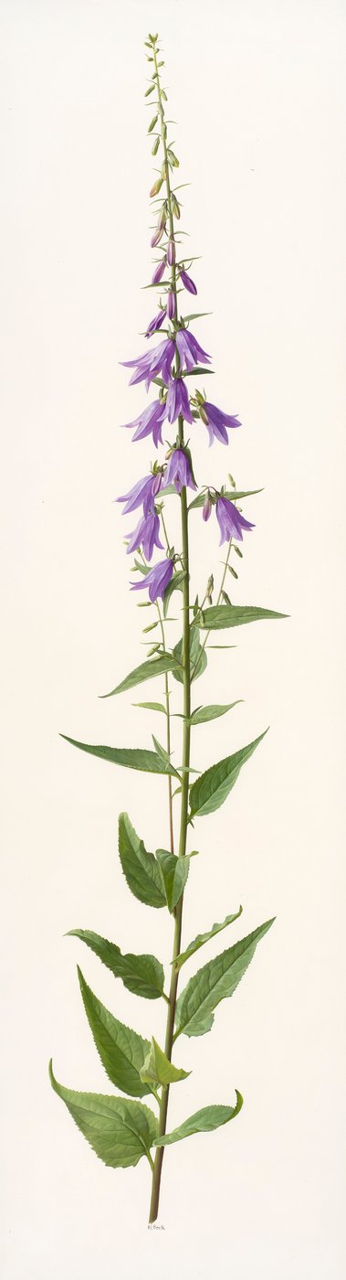 Adenophora soorten (olieverf op papier) door Raymond Booth