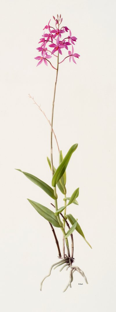 Barkeria skinneri (olieverf op papier) door Raymond Booth