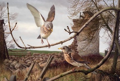 Veldfares bij Eccup, West Yorkshire door Raymond Booth