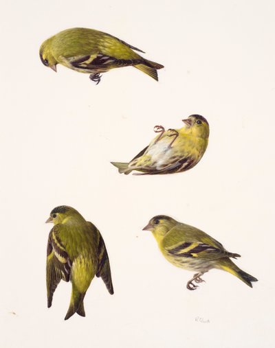 Vier studies van een sijs (olieverf op papier) door Raymond Booth