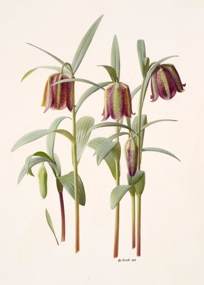 Fritillaria kotschyana door Raymond Booth