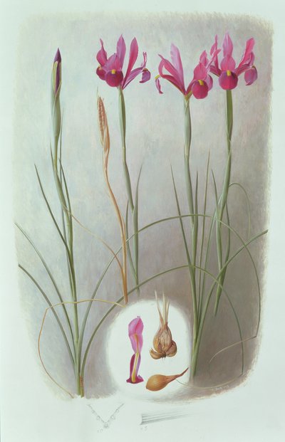 Iris filifolia door Raymond Booth