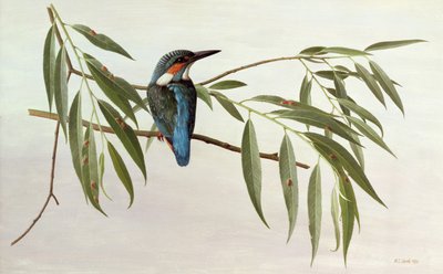 IJsvogel door Raymond Booth