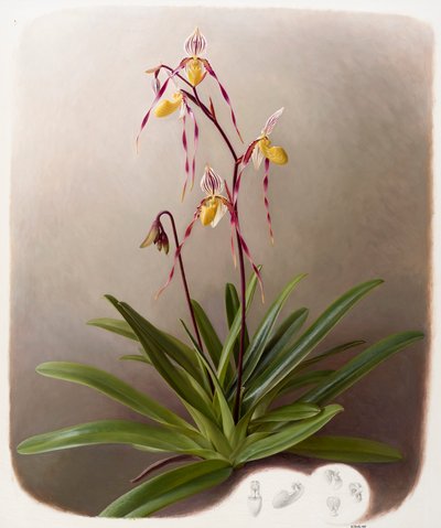 Orchidee door Raymond Booth
