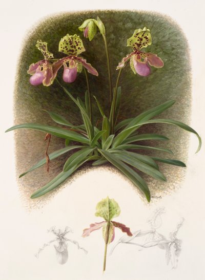Paphiopedilium henryi (olieverf op papier) door Raymond Booth