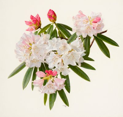 Rhododendron morii (olieverf op papier) door Raymond Booth