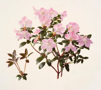 Rhododendron moupinense rozebloemig (olieverf op papier) door Raymond Booth