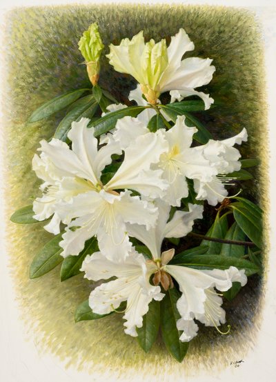 Rhododendron veitchianum, 2004 (olieverf op papier) door Raymond Booth