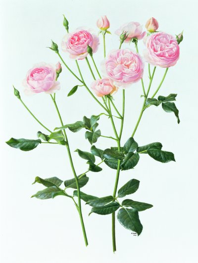 Roos 
