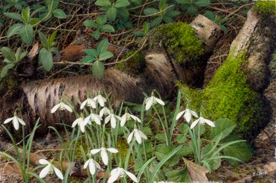 Sneeuwklokjes (olieverf op board) door Raymond Booth