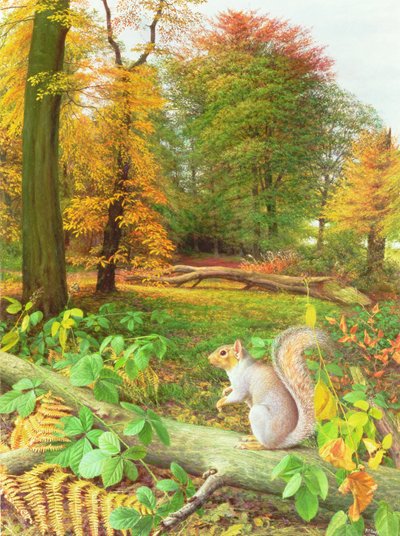 Eekhoorn op een omgevallen boom door Raymond Booth
