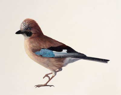 Studie van een Vlaamse gaai (olieverf op papier) door Raymond Booth