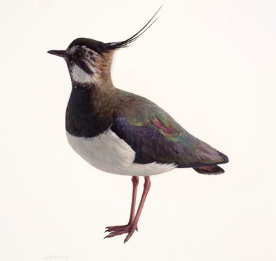 Studie van een kievit (olieverf op papier) door Raymond Booth