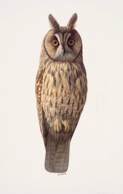 Studie van een ransuil (olieverf op papier) door Raymond Booth