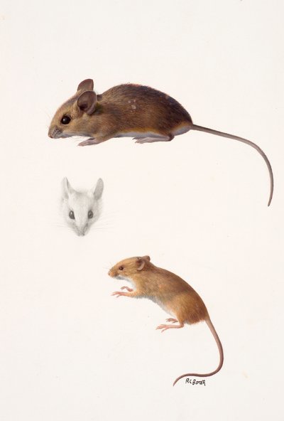 Twee studies - een bosmuis en een oogstmuis (olieverf op papier) door Raymond Booth