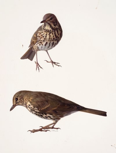Twee studies van een mistlijster (olieverf op papier) door Raymond Booth