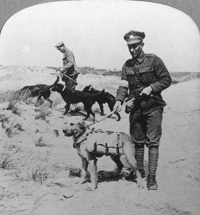 Eerste hulp honden, Eerste Wereldoorlog, c1914-c1918 door Realistic Travels Publishers