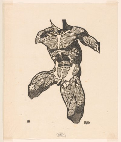 Anatomische studie van de nek-, buik- en bovenbeenspieren van een man door Reijer Stolk