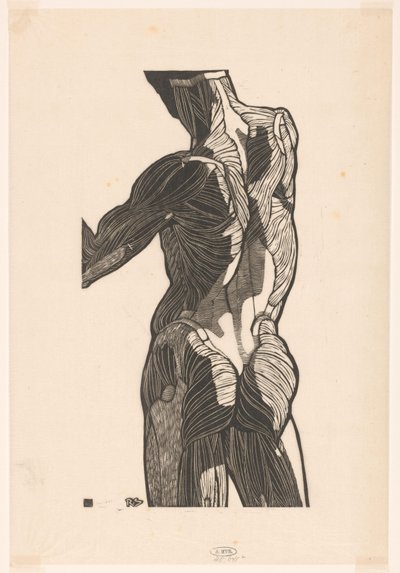 Anatomische studie van de rug- en bilspieren van een man door Reijer Stolk