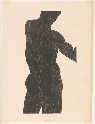 Anatomische studie van de rug- en bilspieren van een man in silhouet door Reijer Stolk