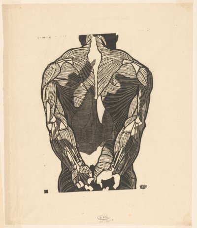 Anatomische studie van de rugspieren van een man door Reijer Stolk