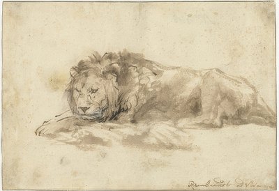 Liggende leeuw. 1650-59 door Rembrandt van Rijn